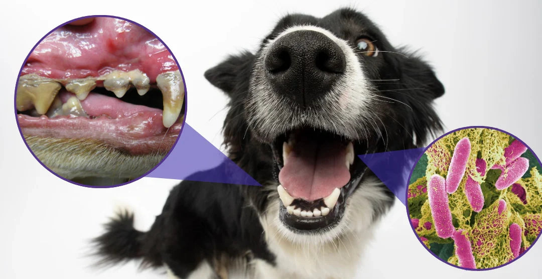 Pet oral care