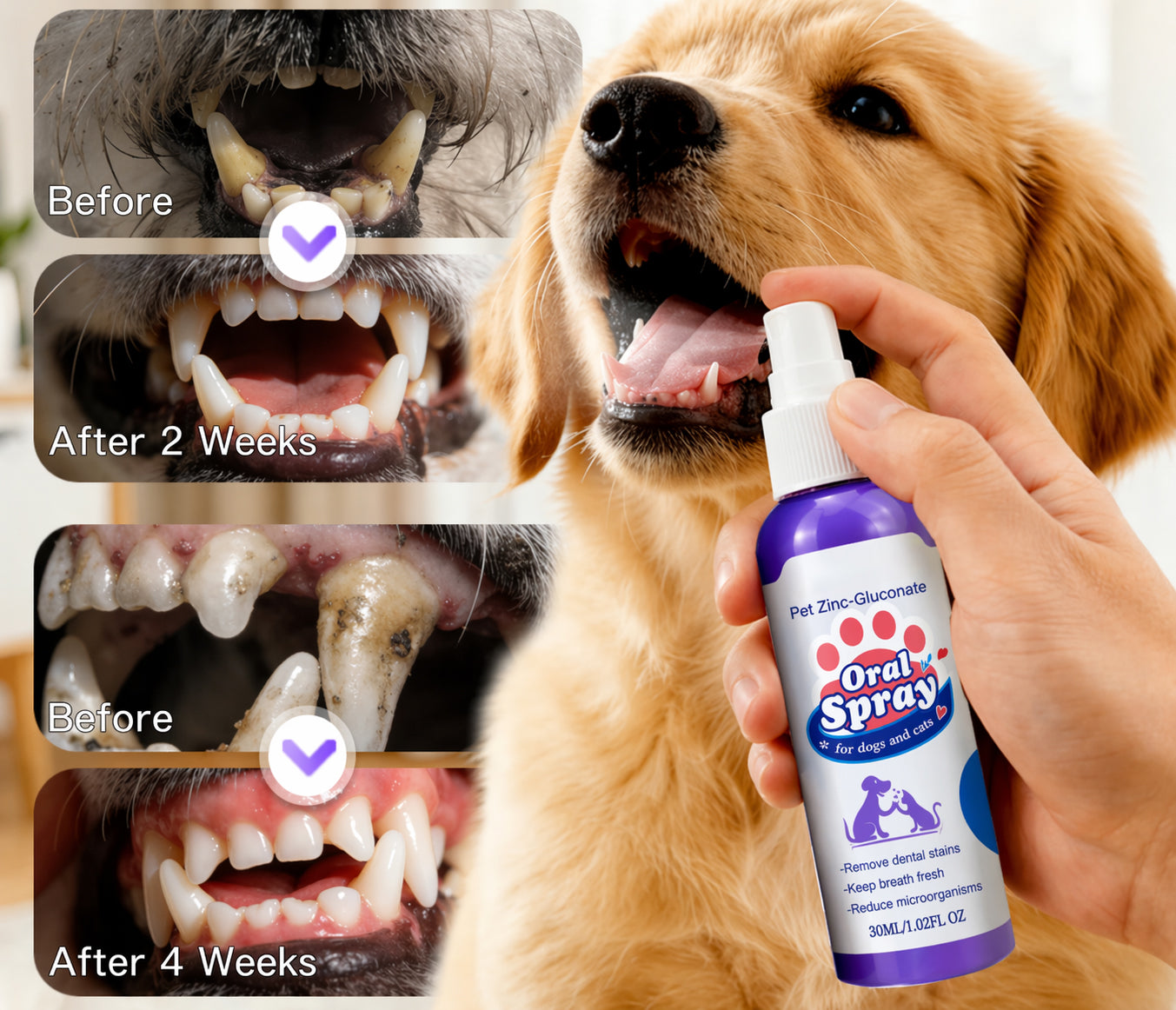 Pet oral care results timeline
